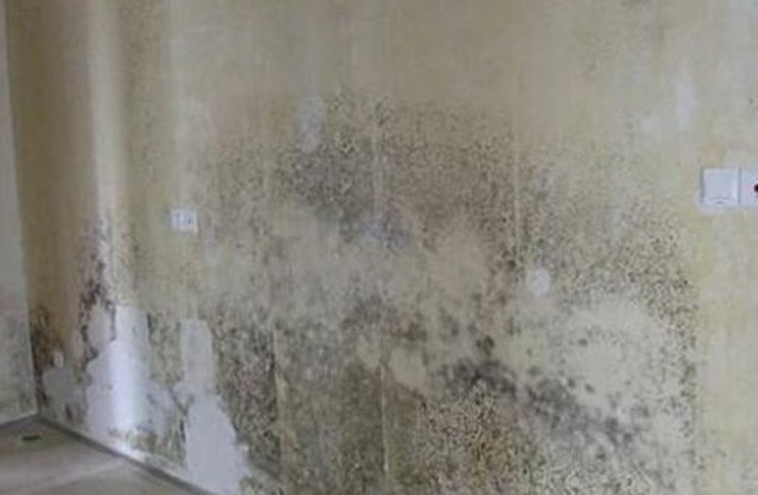 舊倉庫墻面發(fā)霉怎么辦？如何翻新墻面保證持久不長霉？