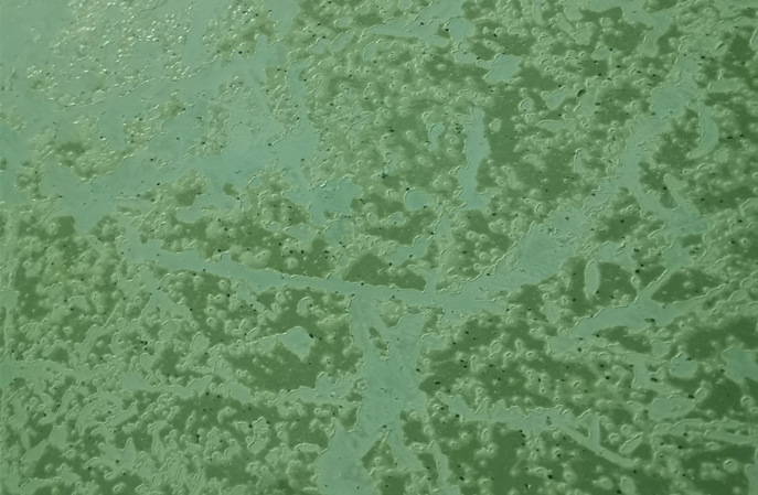 塑立得--PVC 地面翻新保養(yǎng)的高效之選